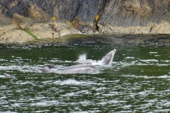 DSC_2503 DSC_2503