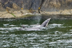DSC_2504 DSC_2504