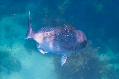 GH010512