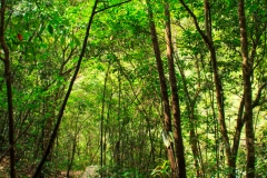 Wuyishan-19-1