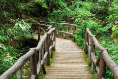 Wuyishan-20-1