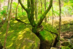 Wuyishan-25-1