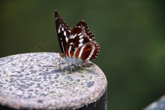 Wuyishan-32-1