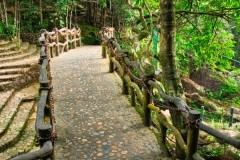 Wuyishan-39-1 Wuyishan-39-1