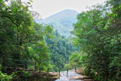 Wuyishan-40-1 Wuyishan-40-1