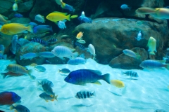 Blog-50 Blog-50