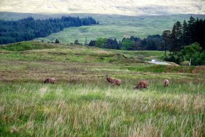Inveroran Hotel – Kingshouse