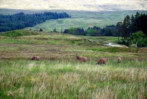 Inveroran Hotel - Kingshouse