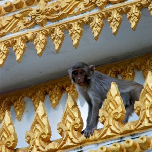 11.11.2012: Xe Champhone