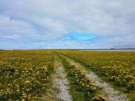 Von Askernish bis Linniclate (20. Juli 2022)