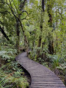 Waipoua Kauri Forest & Whangarei (6. - 7.11.23)