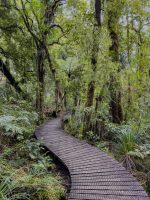 Waipoua Kauri Forest & Whangarei (6. – 7.11.23)
