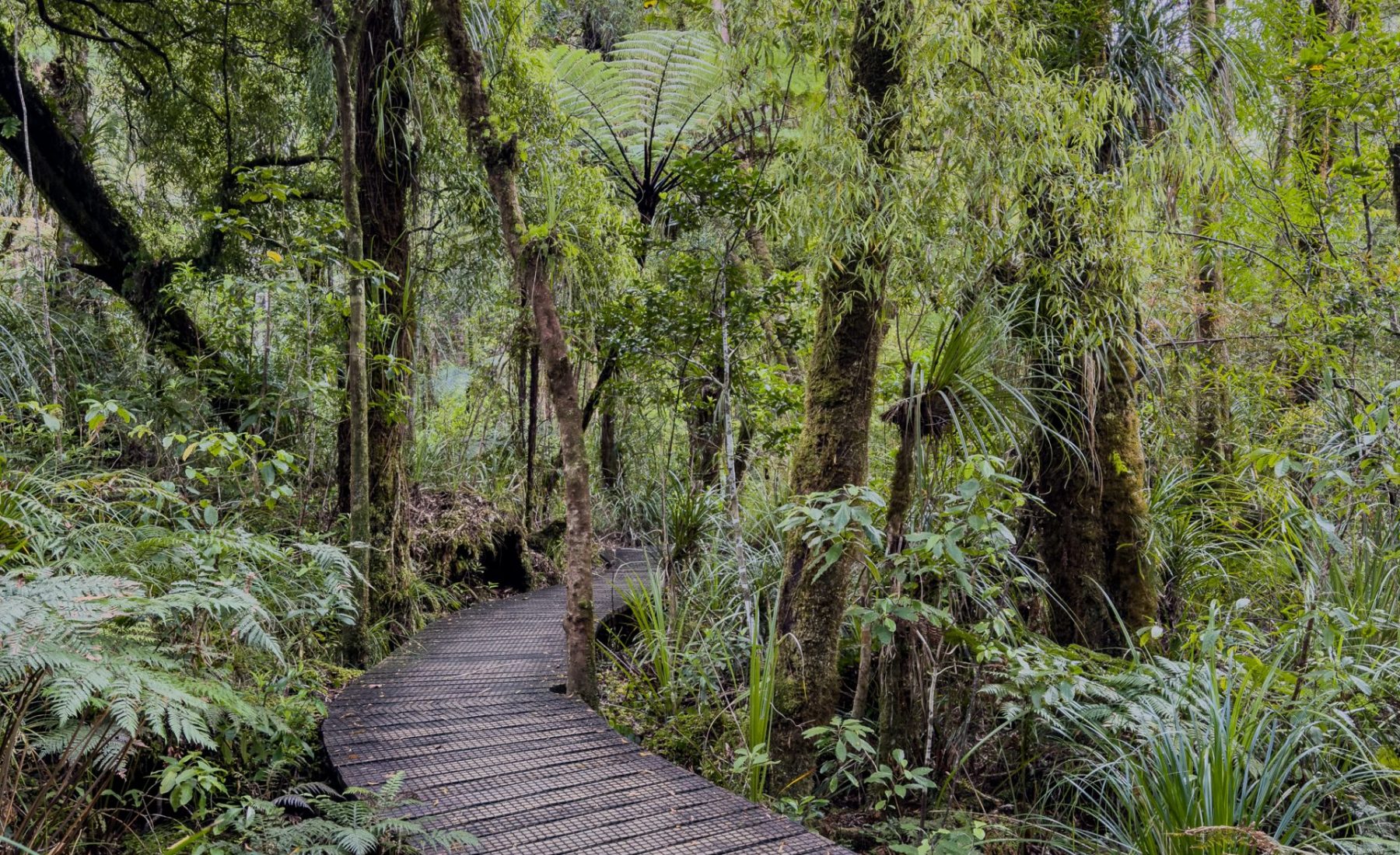 Waipoua Kauri Forest & Whangarei (6. – 7.11.23)