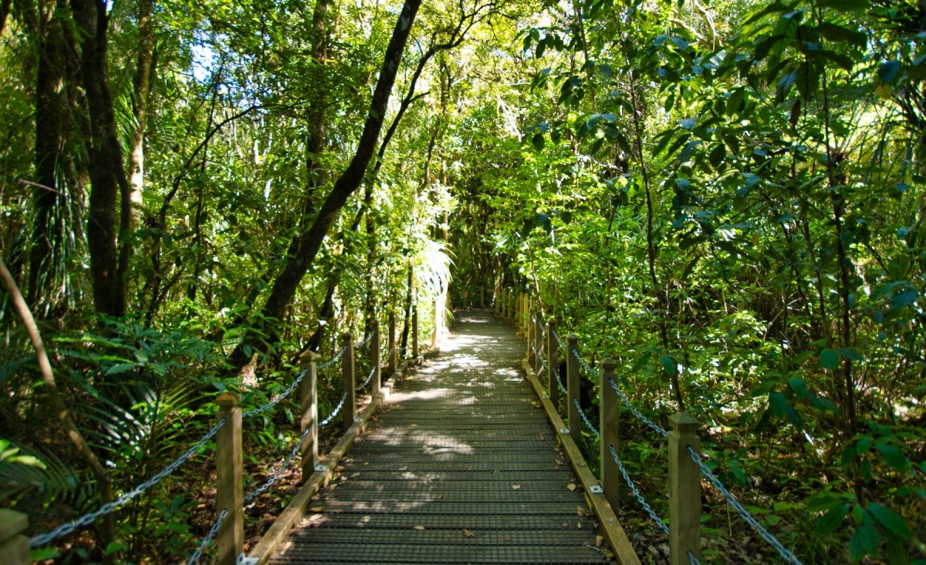 Waipoua Kauri Forest (03.03.2019)
