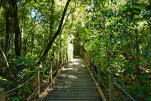 Waipoua Kauri Forest (03.03.2019)