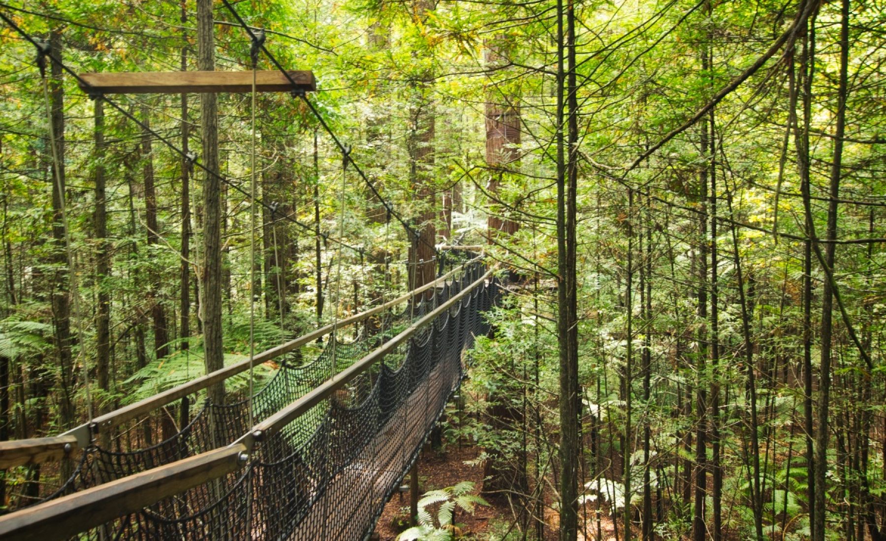 Redwoods Treewalk & Huka Falls (09.03.2019)