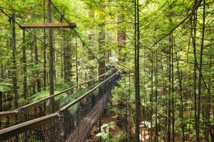 Redwoods Treewalk & Huka Falls (09.03.2019)