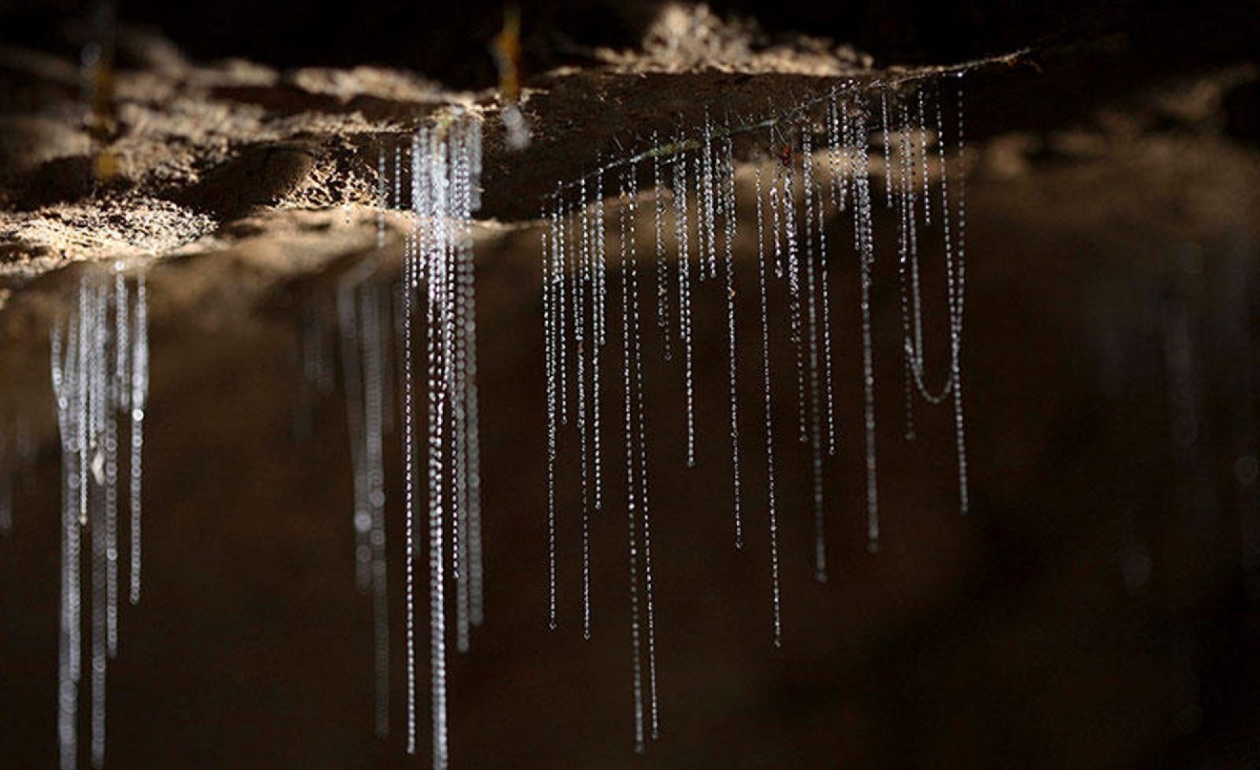 Te Anau Glowworm Caves (21.03.2019)