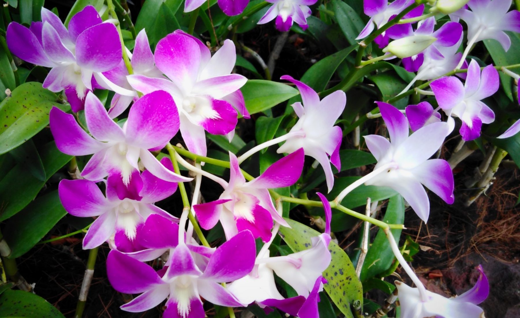 Singapore Botanic Gardens (25.02.2019)