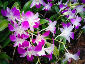 Singapore Botanic Gardens (25.02.2019)